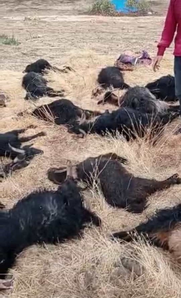 Siirt’te mağara çöktü, 17 hayvan telef oldu  