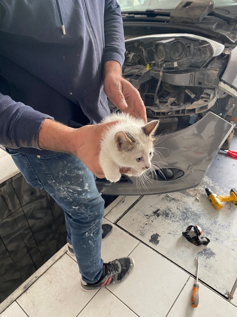 Kaportaya sıkışan yavru kedi herkesi harekete geçirdi