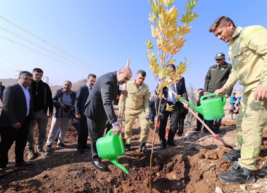 Mardin'de 23 bin 700 fidan dikildi  