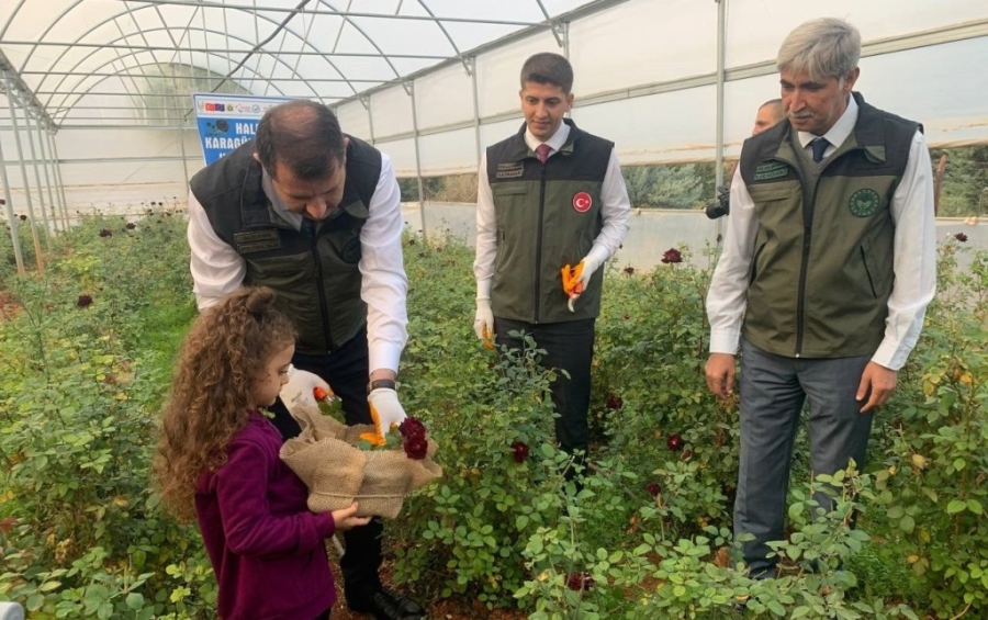 Halfeti'nin simgesi karagülde hasat dönemi