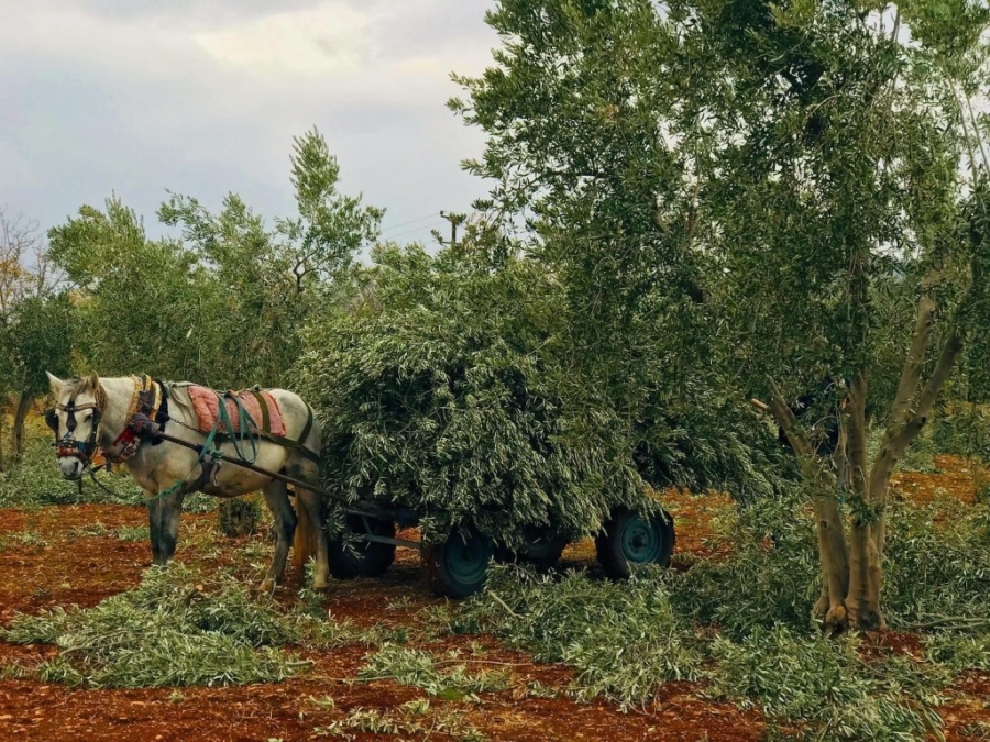 Zeytin dalları fırınlar ile sobalarda yakalıyor  