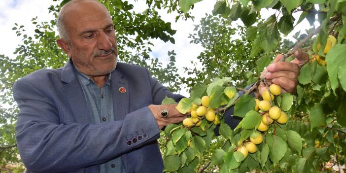 Bu ağaç yine şaşırttı! Sonbaharda meyve hasadı başlıyor