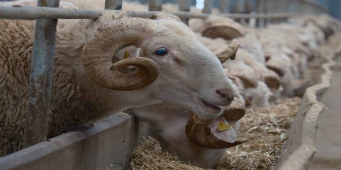 Şırnak’ta Üreticiye 100 Baş Küçükbaş Desteği