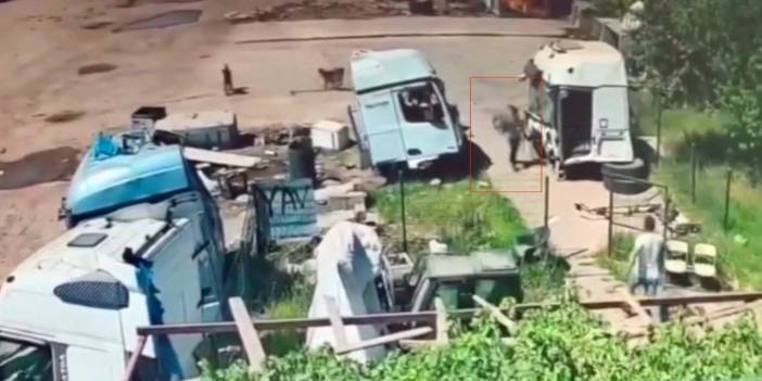 Şırnak'ta Başı boş köpekler önce küçük çocuğa şimdi de yaşlı adama saldırdı