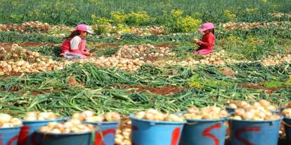 Şırnak’ta Tarımda Yeni Dönem: Ürün Değişikliği İçin Son Gün 15 Nisan 2026