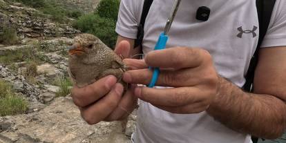 Ağlara takılan Kum Kekliğini Cizreli Doğa Fotoğrafçısı kurtardı