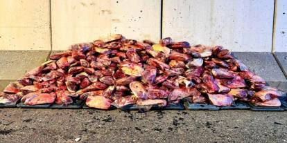 Jandarma 1 ton 700 kilo mühürsüz et ele geçirdi