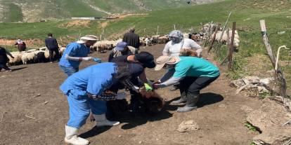 Yüksekova'da Şap Hastalığına Karşı Aşılama Çalışmaları Sürüyor