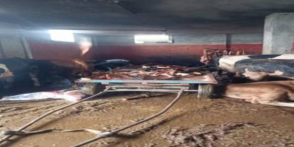 Adana'da 2,5 ton at eti ele geçirildi