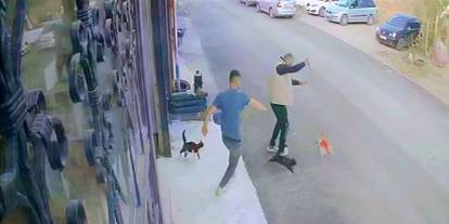 Güvenlik Kamerası Kaydetti: Erzurum'da Köpeğe Saldıran Çılgın Kediler Şaşırttı!