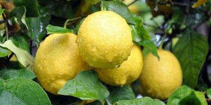 Sofranızdan Limonu Eksik Etmemek İçin 4 Süper Neden!