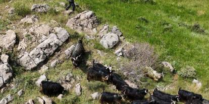 Kesimden 26 kurbanlık keçi dronla bulundu