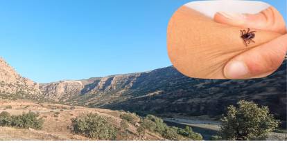 Şırnak'ta Kene Tehlikesi: Vatandaşlar Dikkatli Olmalı!