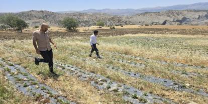 Şırnak'ta GAP Destekli Çilek Bahçeleri Kuruluyor!