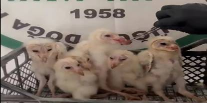 Minik Peçeli Baykuşlar Silopi'de Kurtarıldı