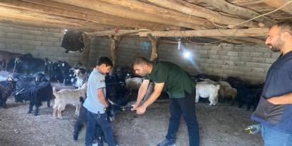 Şırnak'ta Büyükbaş ve Küçükbaş Hayvanlara Tam Kapsamlı Sağlık Kontrolü!