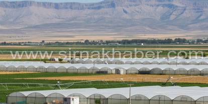 Şırnak’ta Tarımsal Kalkınmaya Dev Destek: 104 Projeye Onay, 182 Milyon Lira Hibe