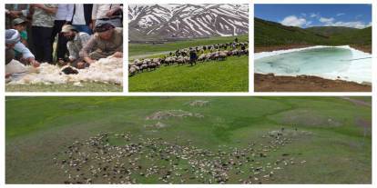 Şırnak Yaylaları Berivanlarla Şenlendi