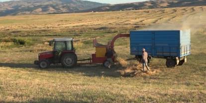 Cizre'de çiftçilerin kavurucu sıcak altındaki Patos geleneği devam ediyor