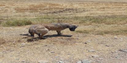 İtfaiye ekipleri kanala düşen köpeği kurtardı