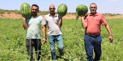 Türkiye'nin en lezzetli karpuzlarından biri Şanlıurfa'da yetişiyor