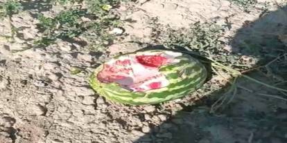 Yaban Domuzları Karpuz Tarlalarını Talan Etti: Çiftçiler Büyük Şok Yaşadı!