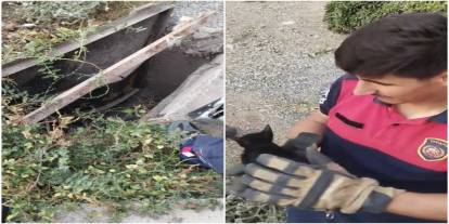 Minik Kedi Rögardan Kurtarıldı: İtfaiyeden Nefes Kesen Operasyon!