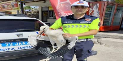 Yaralı Leylek Jandarma Trafiğin Radarına Takıldı: Tedaviye Alındı!