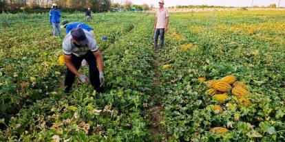 Malatya’da yüz güldüren karpuz ve kavun hasadı