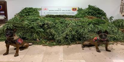 Şanlıurfa'da 11 kilo 200 gram esrar ele geçirildi