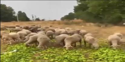 Biberleri Hayvanlara Yedirdiler İddiasının Gerçek Yüzü Ortaya Çıktı