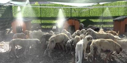 Aşırı sıcaklardan bunalan hayvanlar fıskiyelerin altında serinliyor