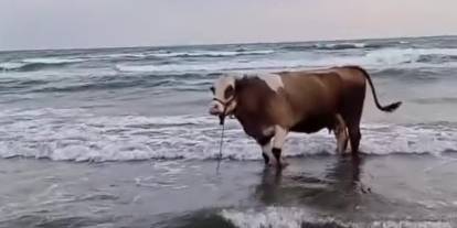 İnek'in deniz keyfi: Sıcaktan bunaldı denize aldı