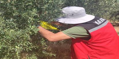 Üreticilere  ‘zeytin sineği’ uyarısı