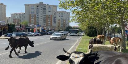 Kaçan İnekler Şehir Merkezinde Trafiği Birbirine Kattı