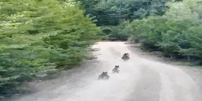 Ayı ve Yavrularıyla Karşılaşma Anı Kamerada