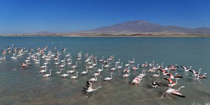 Flamingoların Eşsiz Dansı