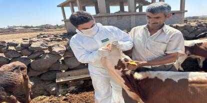 Şırnak’ta Şap Hastalığına Karşı Önlemler Güçlendirildi: Aşılama ve Sağlık Taramaları Sürüyor