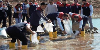 Şırnak’ta Dev Balıklandırma Hamlesi: 900 Bin Sazan Göle Salındı