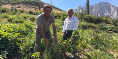 Yüksekova'da Bereket Fışkırıyor: Yeşiltaş Üzümü Rekor Kırdı!