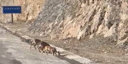 Hakkari'de Seyir Şöleni: Dağ Keçileri Su Molası Verdi