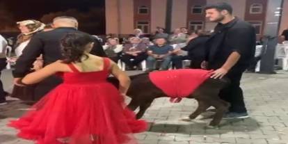Altın, Para, Bilezik Derken… Damada Buzağı Hediye Ettiler!