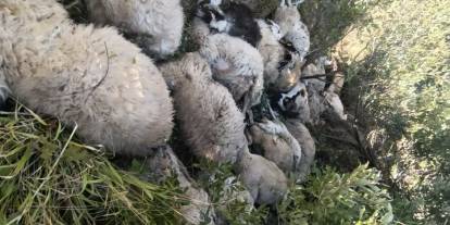 Tunceli'de koyun izdihamı: 29 hayvan telef oldu