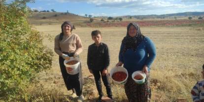 Şifası Saymakla Bitmiyor: Yozgat’ta Zahmetli Kuşburnu Mesaisi Başladı