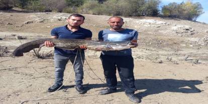 Taşköprü Barajında Dev Yayın Balığı Rekoru