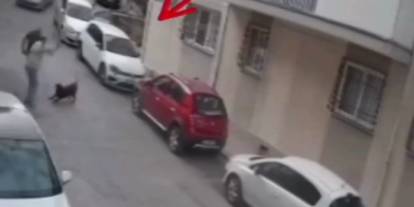 İzmir'de köpeğe kemerli şiddet