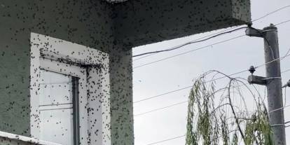 Kahverengi kokarcaların sardığı bina adeta renk değişti