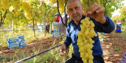 Üzüm fiyatlarındaki düşüş üreticileri tedirgin etti