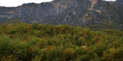 Şırnak'ın meşe ormanları kartpostallık görüntüler oluşturdu