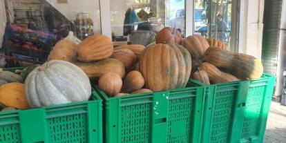 Palu'da ata tohumu kabaklar 35 kiloya ulaştı